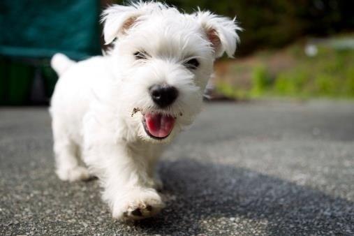 Sparky's Gotta Go! Petsitting and Dog walking