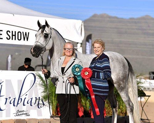 MGM Arabians and Boarding