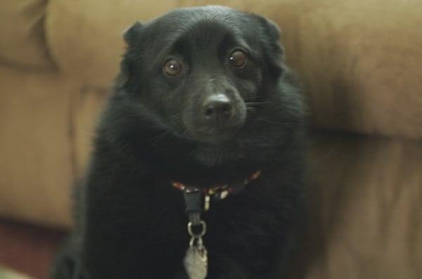 My dog looking for a hug.