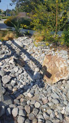 Do you see the turtle?