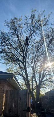 Quicksall Tree Services