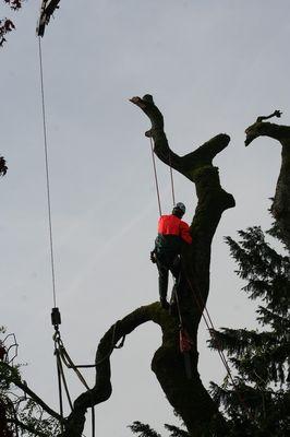 One of our arborists removing limbs to facilitate a tree removal