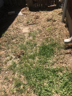 This section is missing grass and has a small amount of improperly laid sod that died due to the fact that it was just toss in tiny chunks.