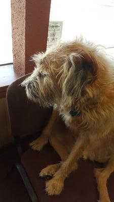 Murphy! I love this dog!