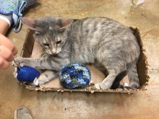 Kitties, kitties, kitties galore.