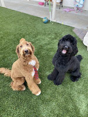 They hate bugs as much as I do!! Thanks extreme pest!!