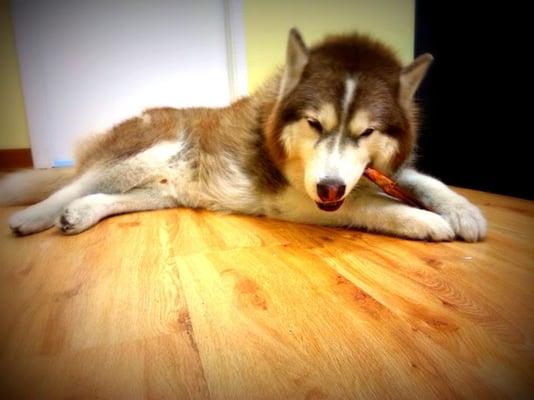 Harlen enjoying a Bully Stick at Harlo's Healthy Pets
