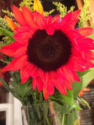 I have never seen a Sunflower this color, before! Have you?