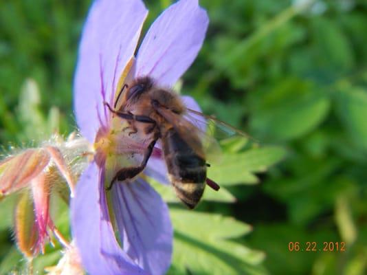 Buy raw, organic Alaska honey!