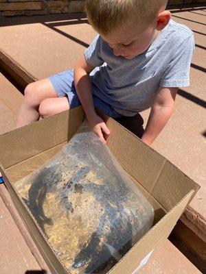 Northeastern Aquatics