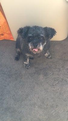 Gabber's Wash & Wags