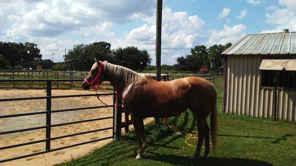 J & J Performance Horses