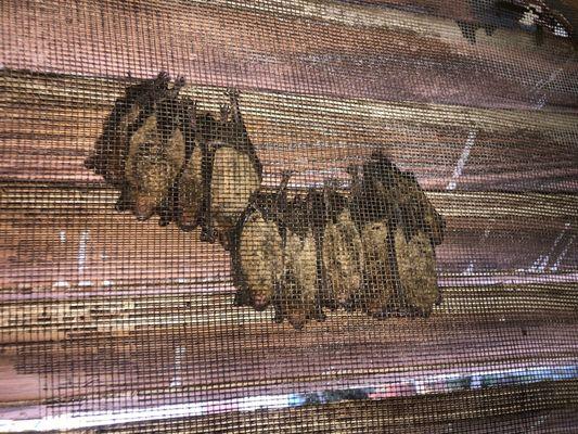 Wildlife Damage Control and Repair