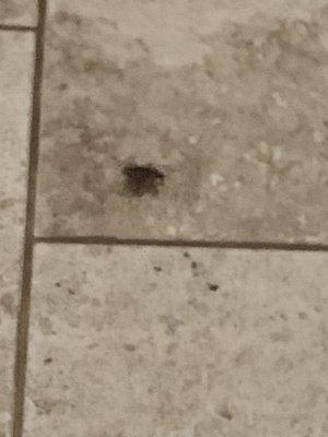 One of three cockroaches.