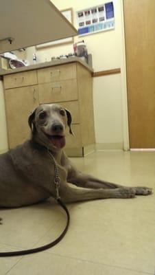 Whipper in the examination room enjoying the treats :-)