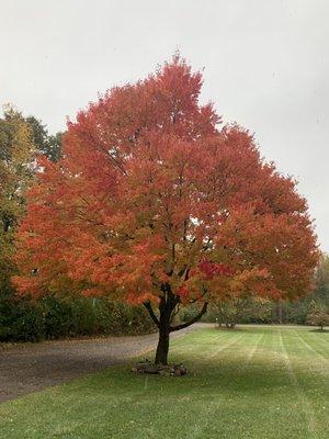 Branches Outdoor Services