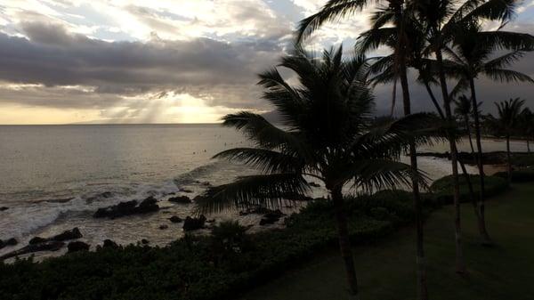 a look from behind the palms....can you see it?