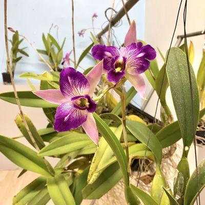 Laelia Anceps - Super Plash