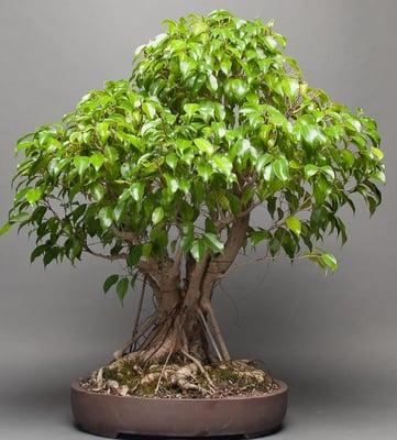 A ficus by the artist in residence