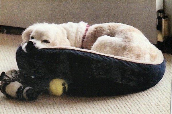 Thousand Island Animal Hospital