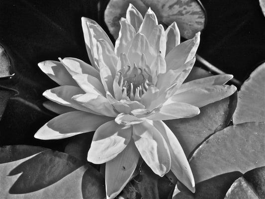 Success Physical Therapy