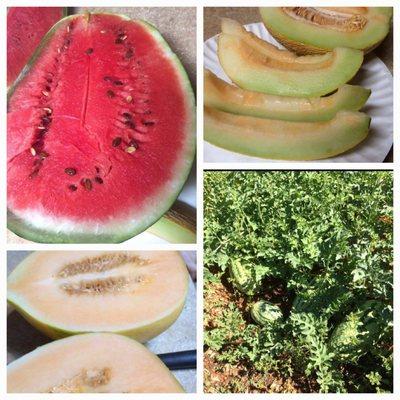 Staley's Rentals and Agriculture Services