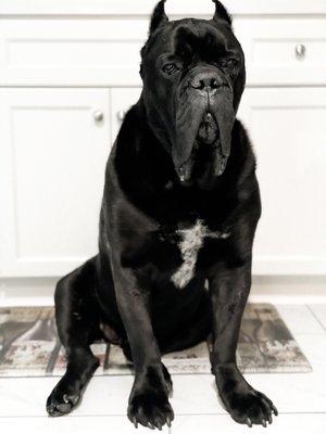 Bohemia Cane Corso