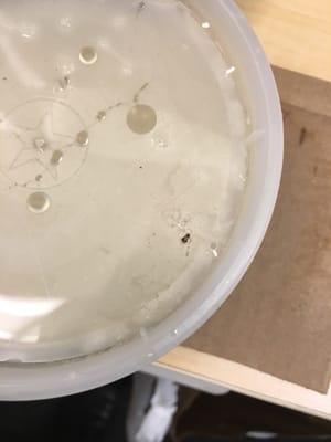Roach on top of my spilled miso soup container