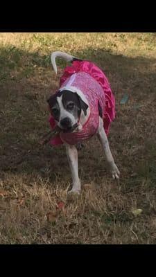 Honey Paws Doggie Daycare and Boarding