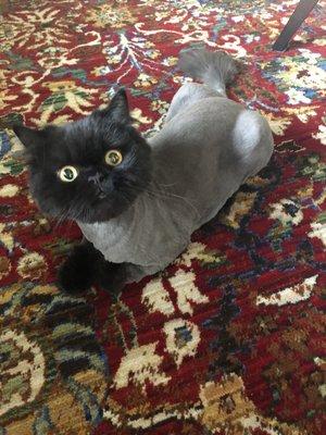 Royal Touch Pet Salon