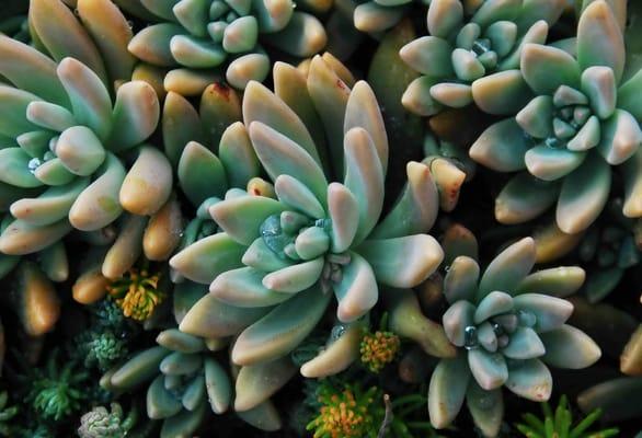 Jackie Jasper Garden Design