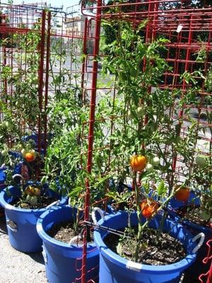 This year's crop of tomatoes.