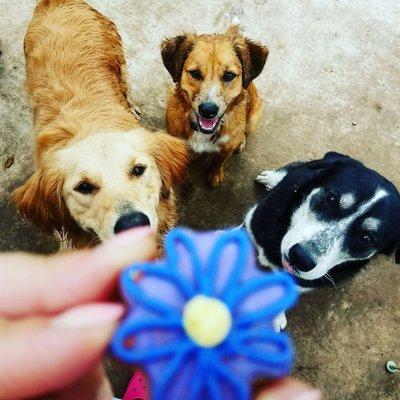 For the Love of Pawz