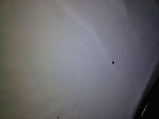 These are the bed bugs and the bites