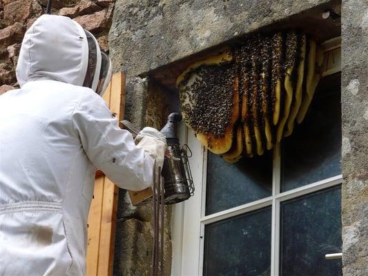 Bee Free Bee Removal