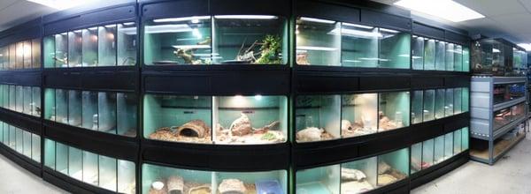 Reptile Wall