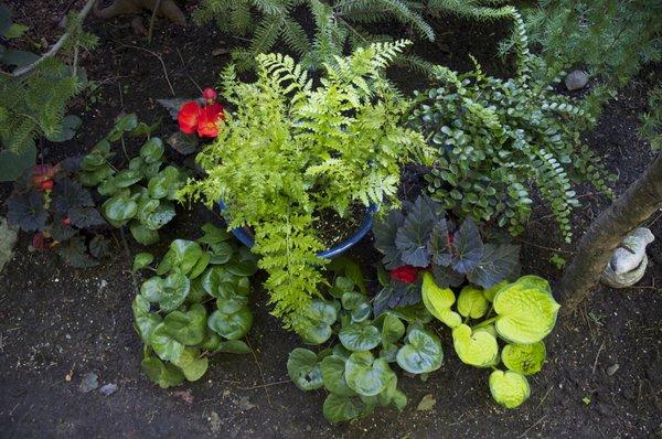 New Leaf Landscape Consulting