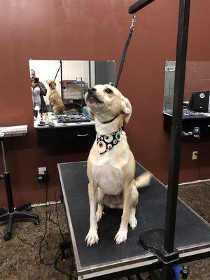 Lazy Dayz Pet Resort