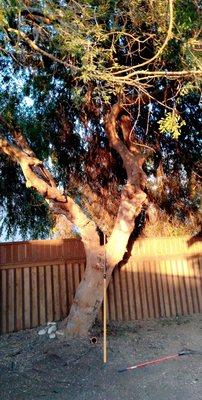 Ace Landscape & Tree Care