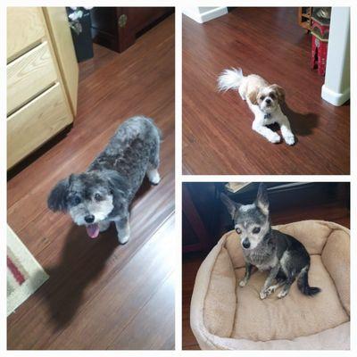 Lucy on the left.
Alvin top right.
Nugget bottom right.
Do not have a digital pic of Waldo. :-(