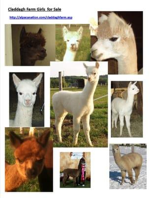 Claddagh Farm Alpacas