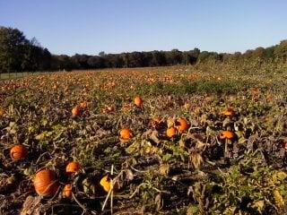 Nienaber's Farm Market