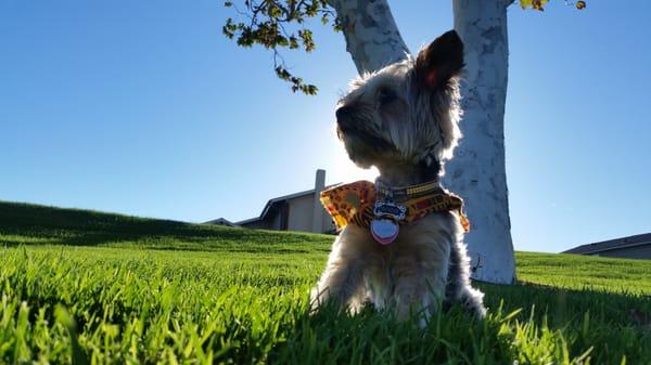 Bodie basking in Green Valley