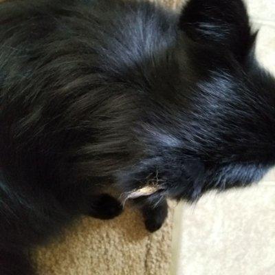 Scruff 2 Fluff Grooming