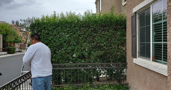 Peter's Landscaping And Maintenance