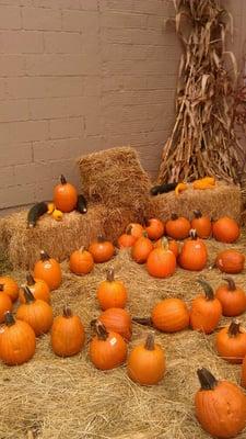 Pumpkins for sale!