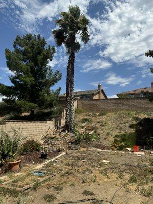 Palmtree Trimmer Pro