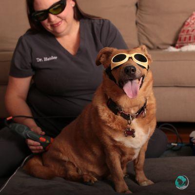 Veterinary Rehabilitation