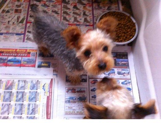 Animal Health Clinic