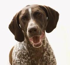 Waggin Tails Pet Camp